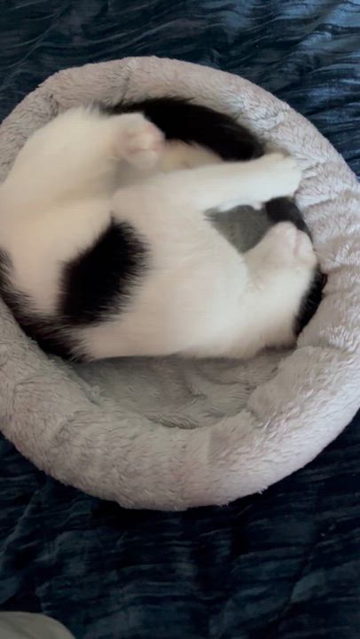 Enlarge Tom Sawyer, an adopted Domestic Short Hair in Littleton, CO video 4/4