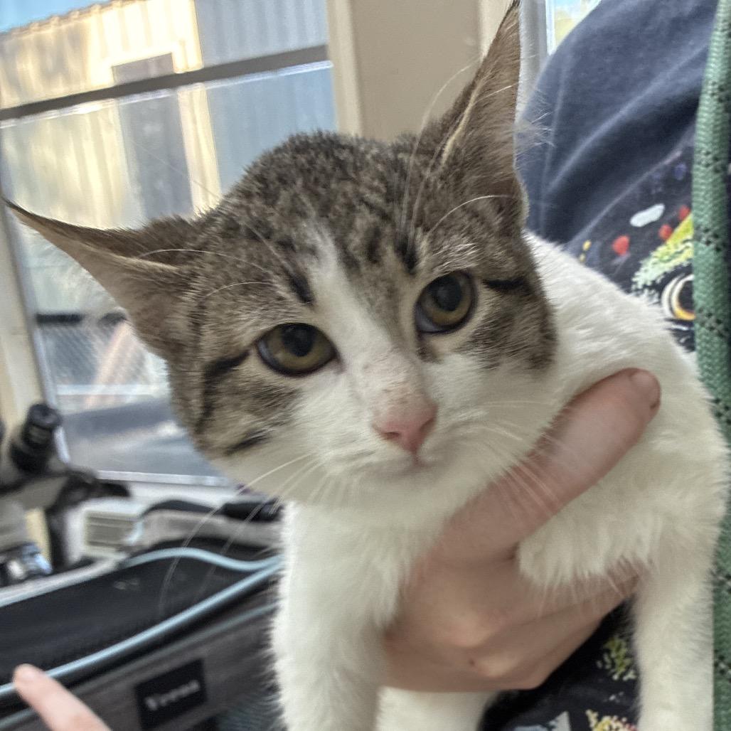 Rydell, Adoptable, Kitten Female Domestic Short Hair.