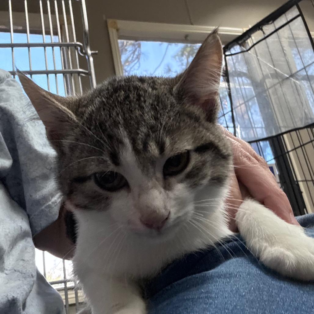 Enlarge Rydell, a Adoptable Domestic Short Hair in Hattiesburg, MS image 2/2