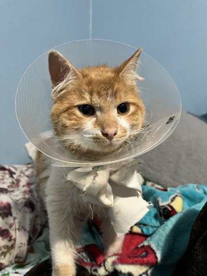 Atom, Adoptable, Adult Male Domestic Medium Hair & Domestic Short Hair.