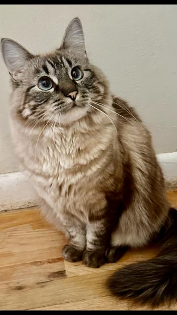 Satin, Adoptable, Adult Female Domestic Long Hair.