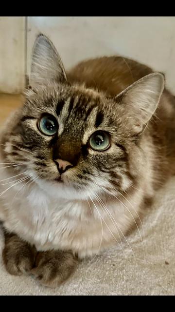 Enlarge Satin, a Adoptable Domestic Long Hair in Boone, CO image 2/3