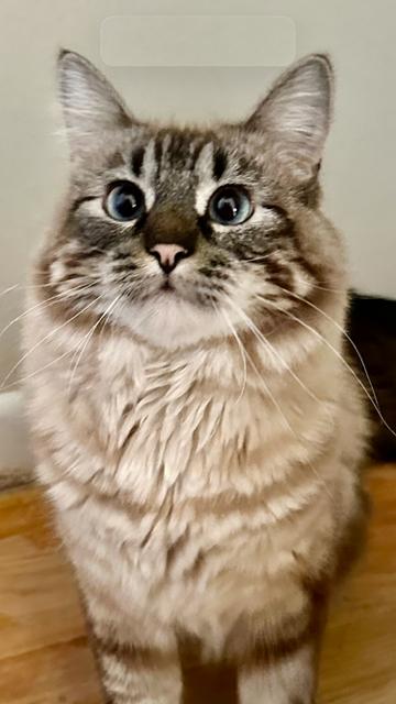 Enlarge Satin, a Adoptable Domestic Long Hair in Boone, CO image 3/3