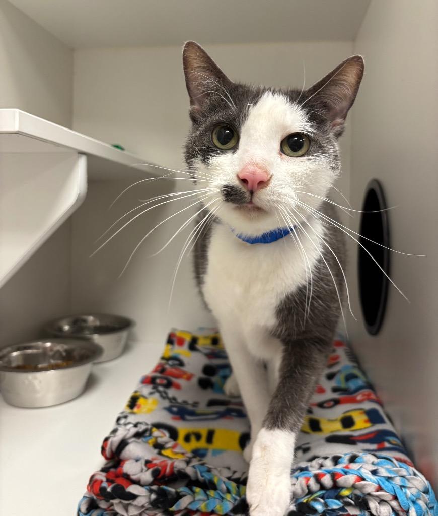 Enlarge Patch, a Adoptable Domestic Short Hair in Frankfort, KY image 1/2