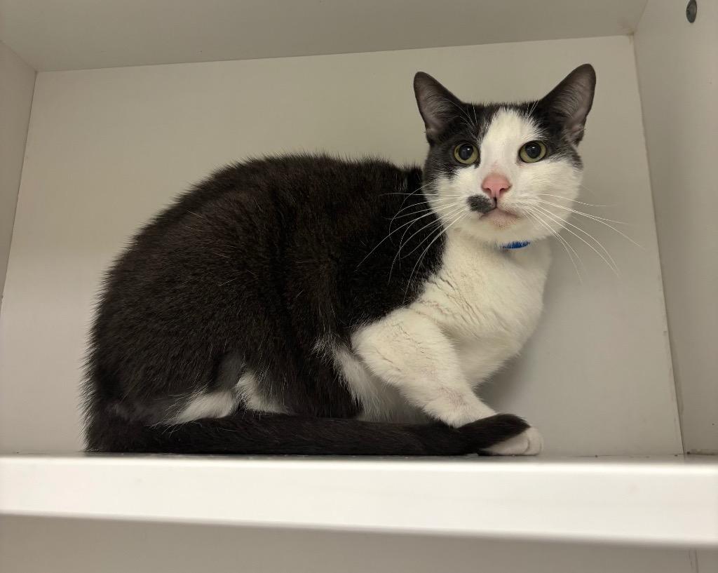 Enlarge Patch, a Adoptable Domestic Short Hair in Frankfort, KY image 2/2