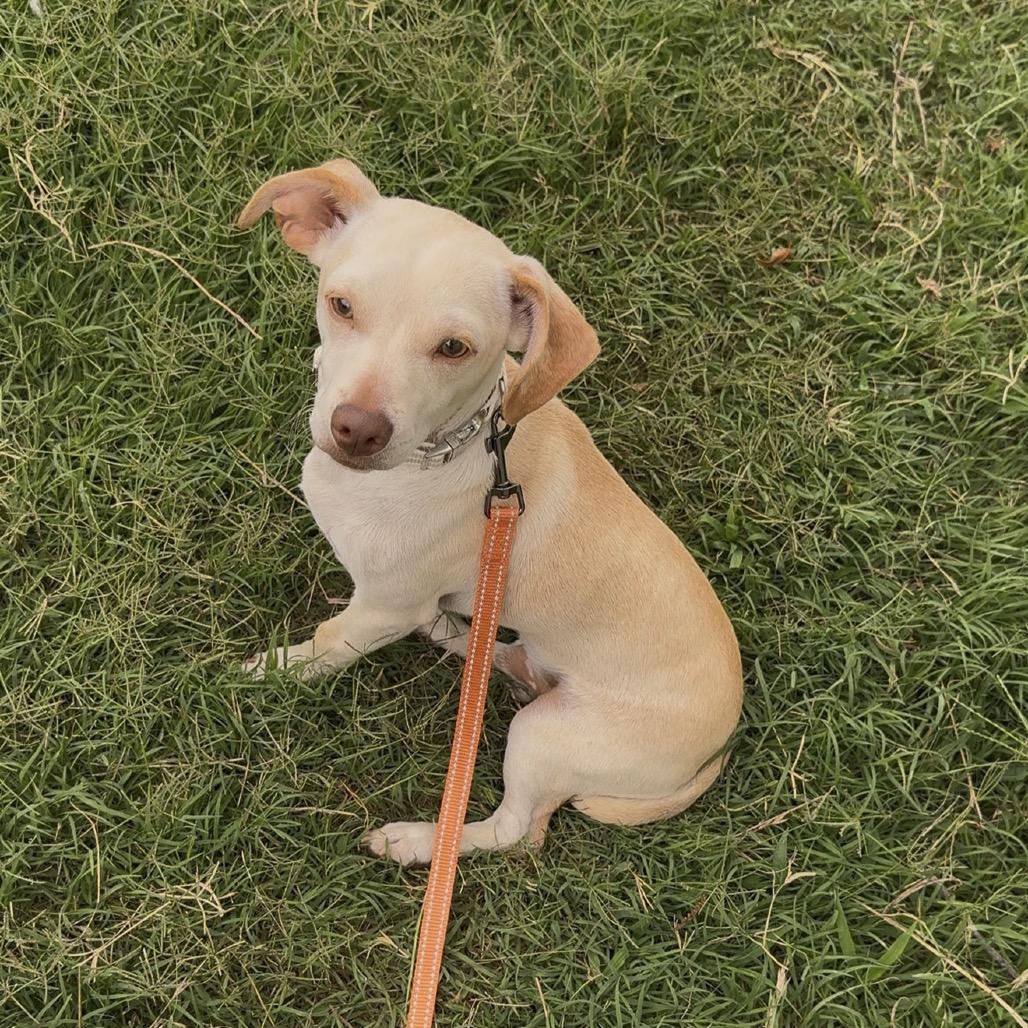 Enlarge Kirby, a Adoptable mixed breed in Asher, OK image 1/3