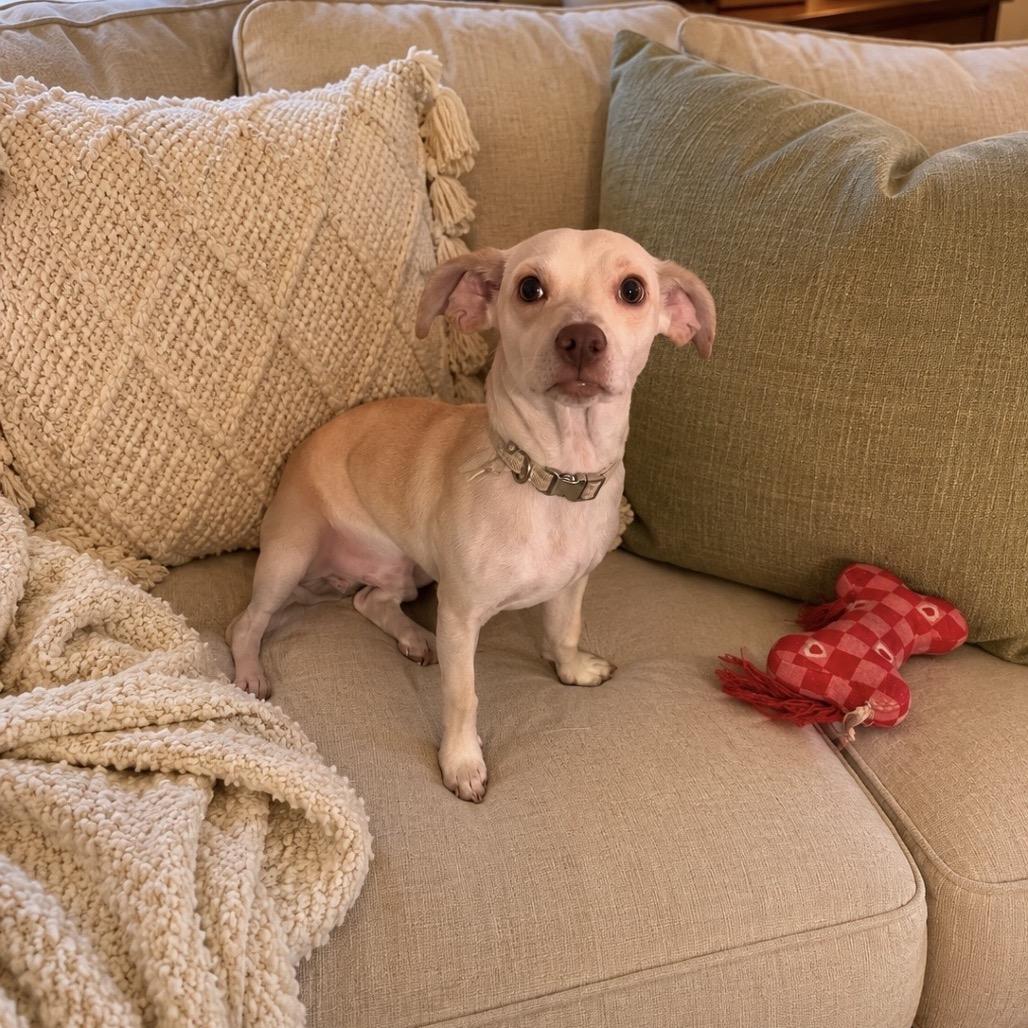 Enlarge Kirby, a Adoptable mixed breed in Asher, OK image 2/3