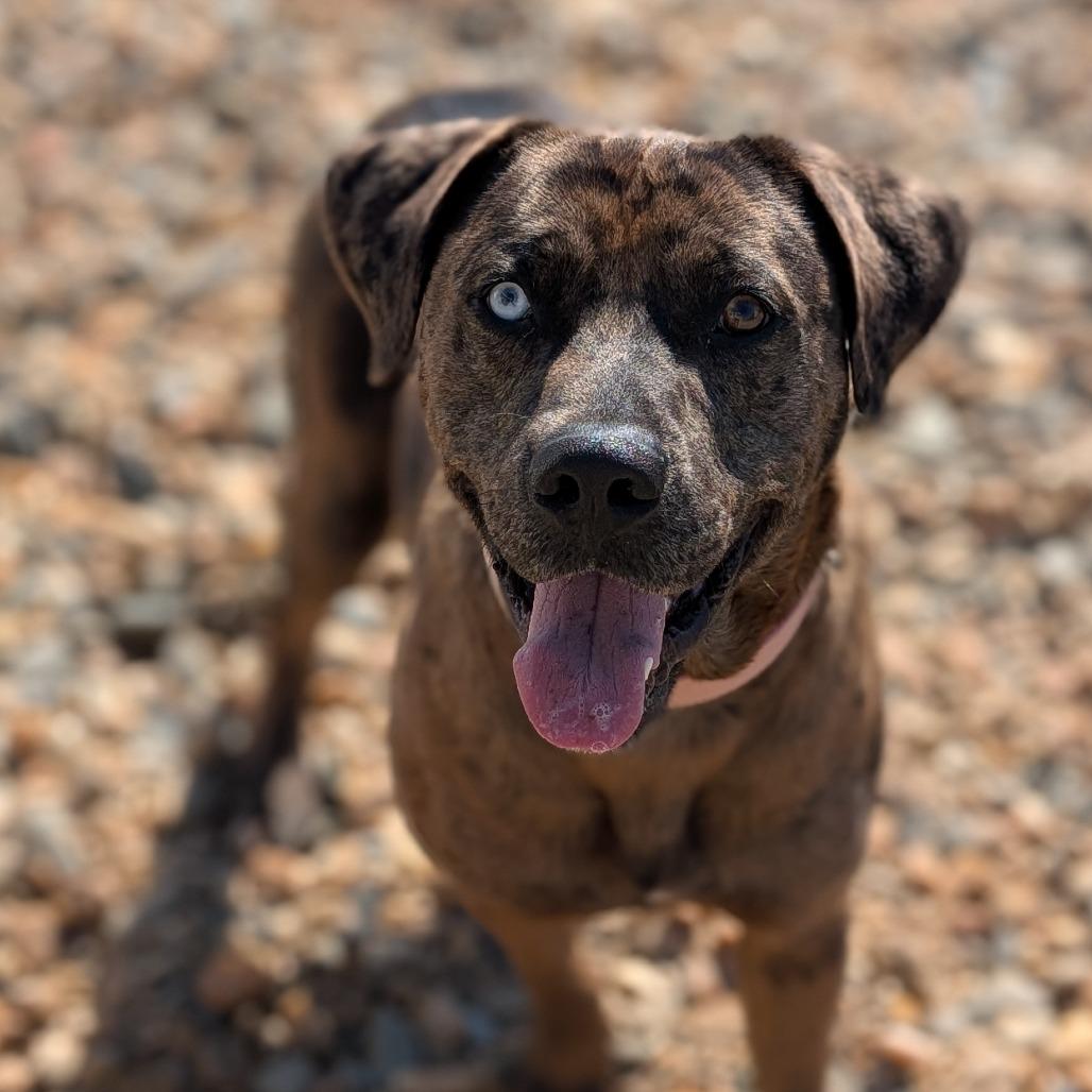 Clifford(BAS), Adoptable, Adult Male Catahoula Leopard Dog.