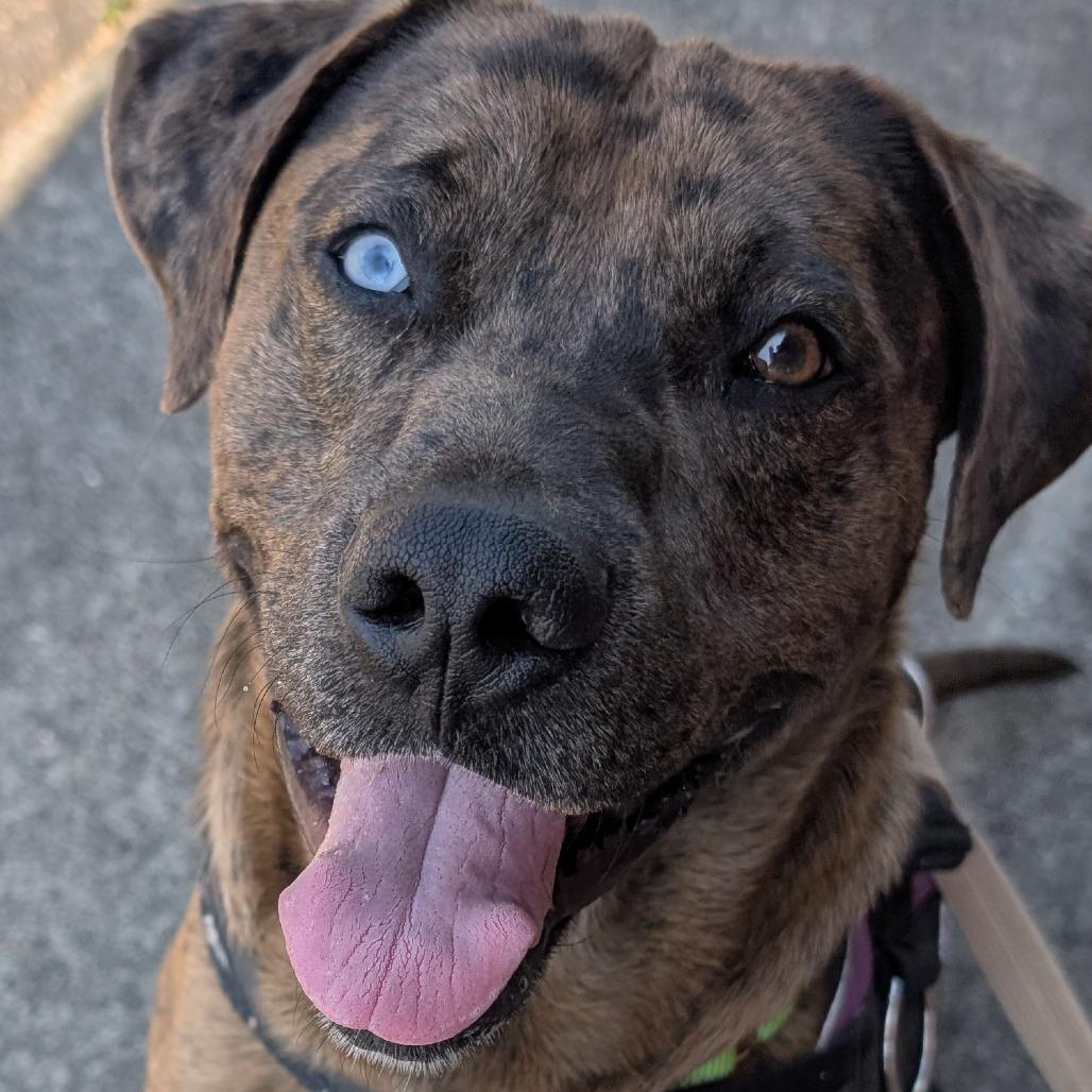 Enlarge Clifford(BAS), a Adoptable Catahoula Leopard Dog in Lenoir, NC image 2/6