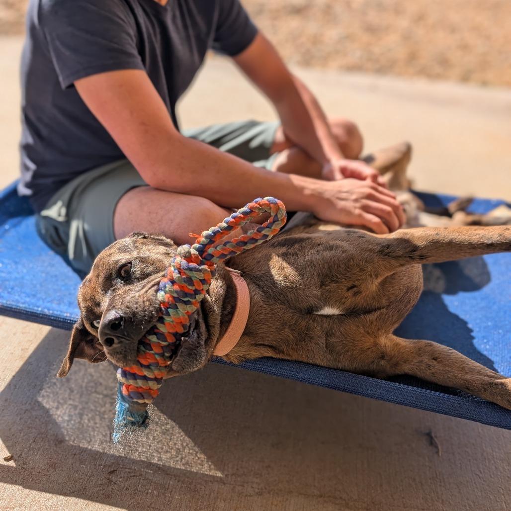 Enlarge Clifford(BAS), a Adoptable Catahoula Leopard Dog in Lenoir, NC image 2/6