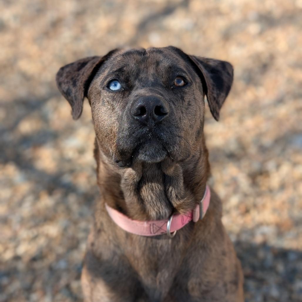 Enlarge Clifford(BAS), a Adoptable Catahoula Leopard Dog in Lenoir, NC image 3/6
