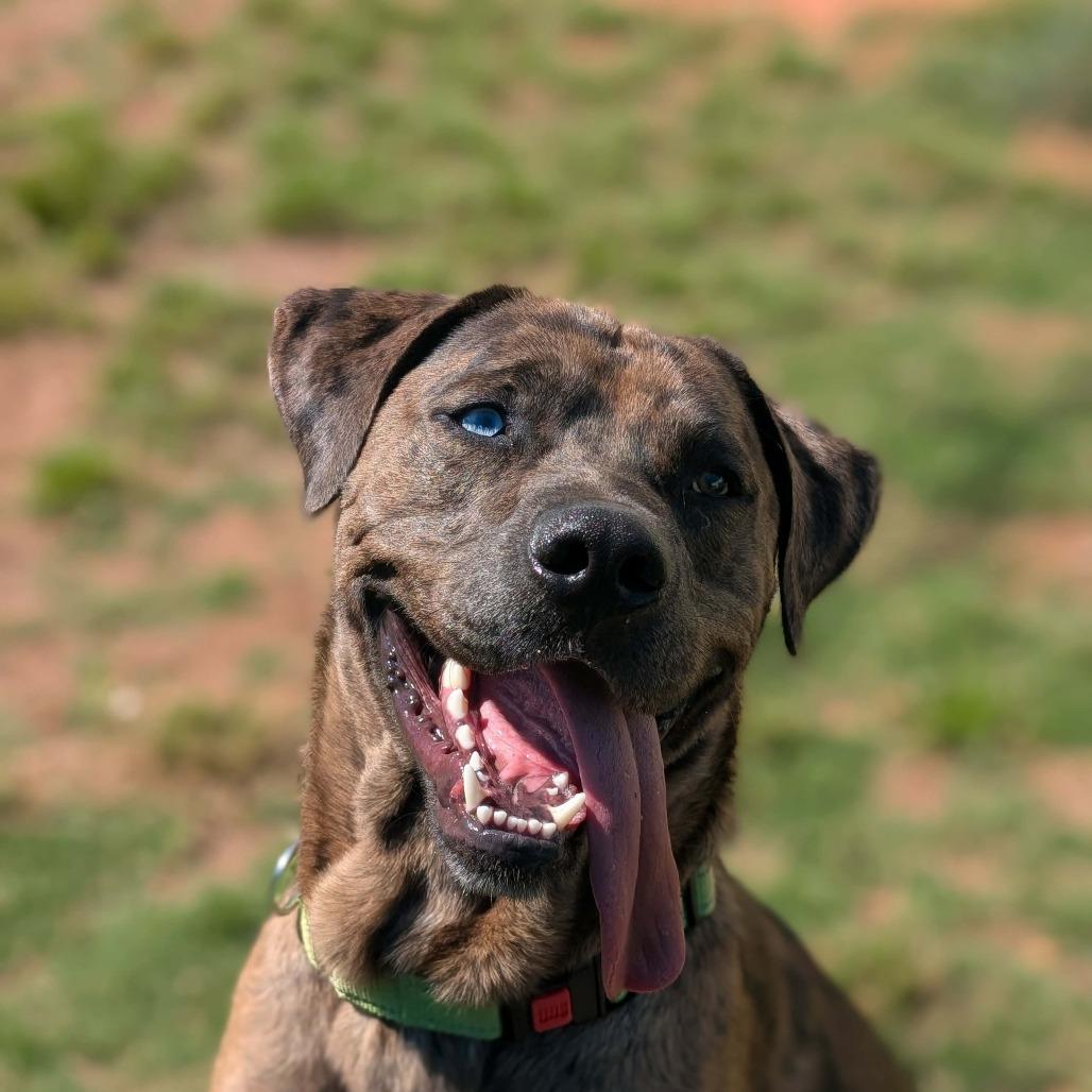 Enlarge Clifford(BAS), a Adoptable Catahoula Leopard Dog in Lenoir, NC image 3/6