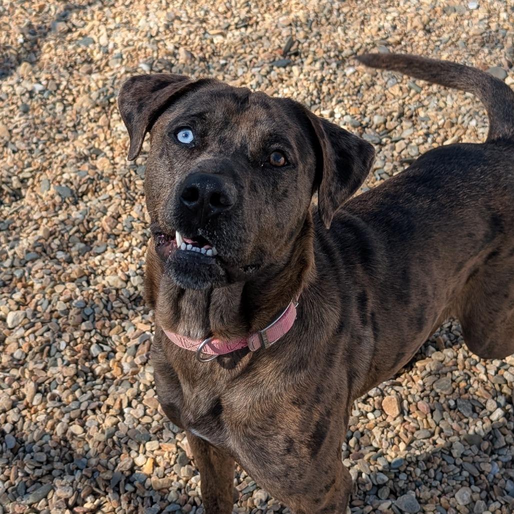 Enlarge Clifford(BAS), a Adoptable Catahoula Leopard Dog in Lenoir, NC image 4/6