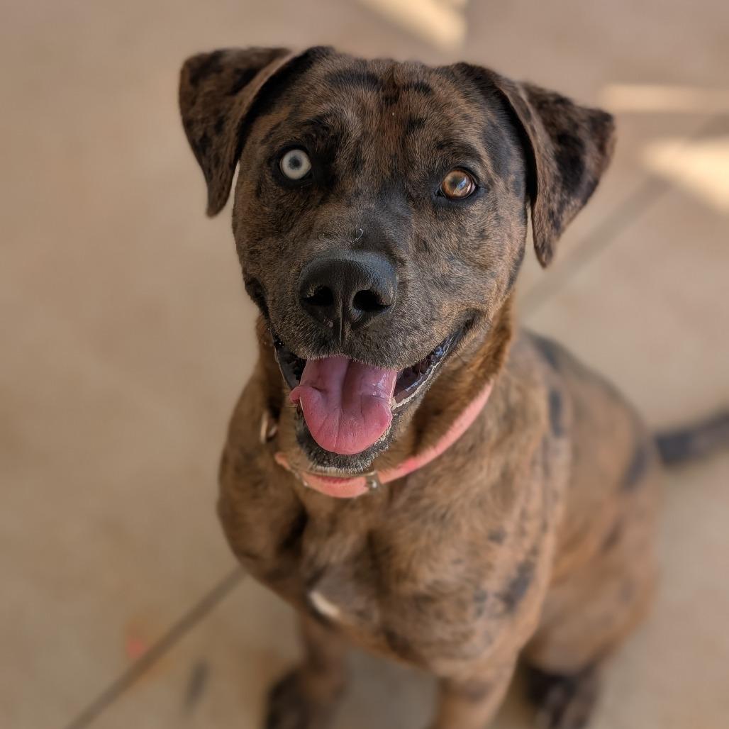 Enlarge Clifford(BAS), a Adoptable Catahoula Leopard Dog in Lenoir, NC image 5/6