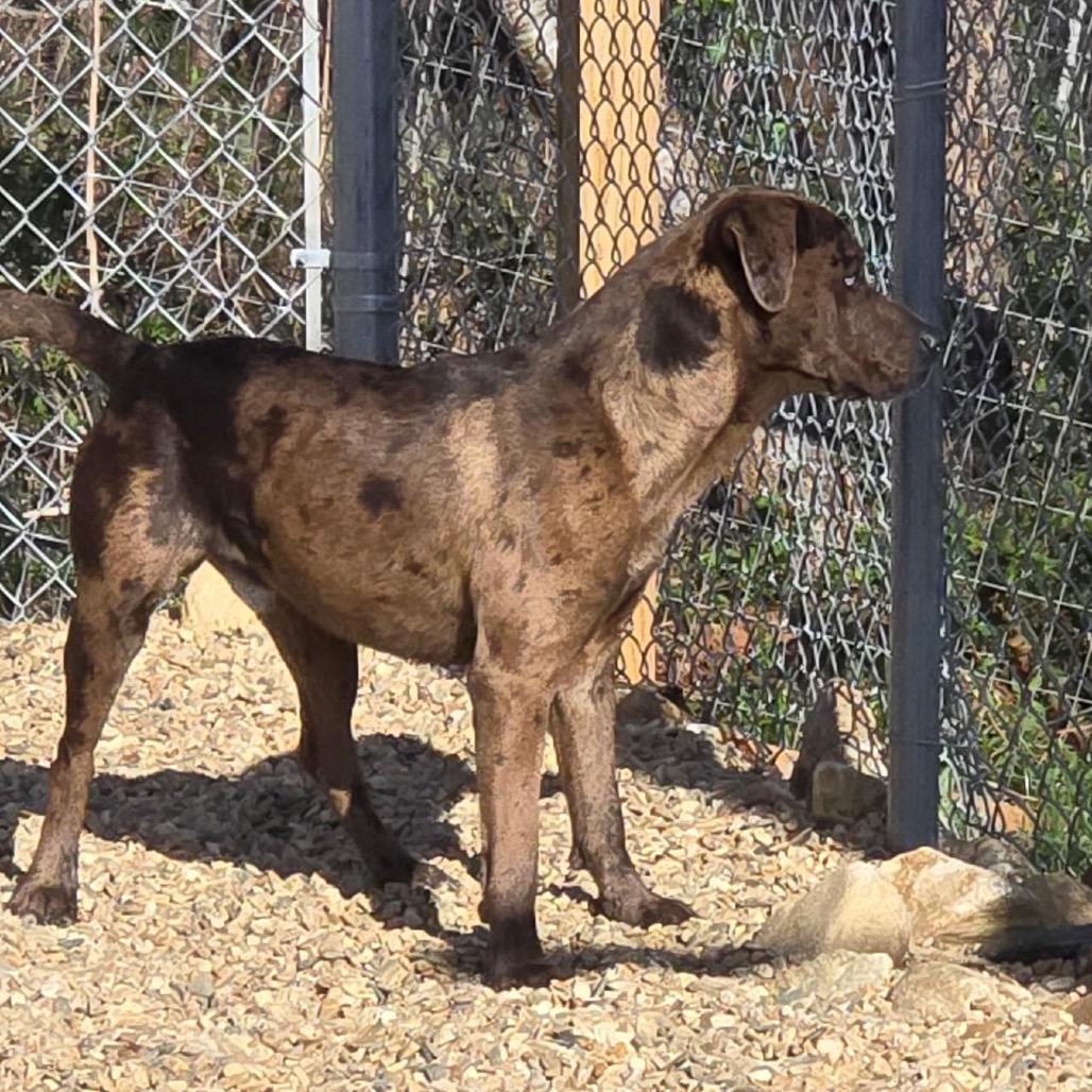 Enlarge Clifford(BAS), a Adoptable Catahoula Leopard Dog in Lenoir, NC image 6/6