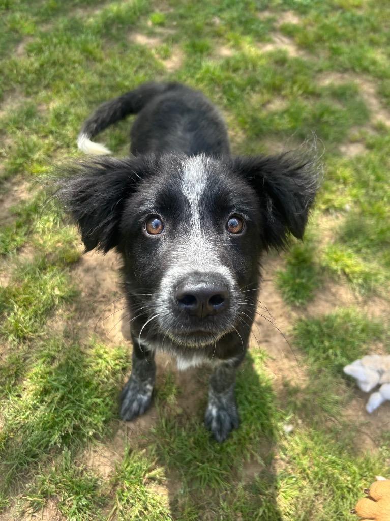 Enlarge Jameson, a Adoptable Border Collie in Benton, AR image 1/3