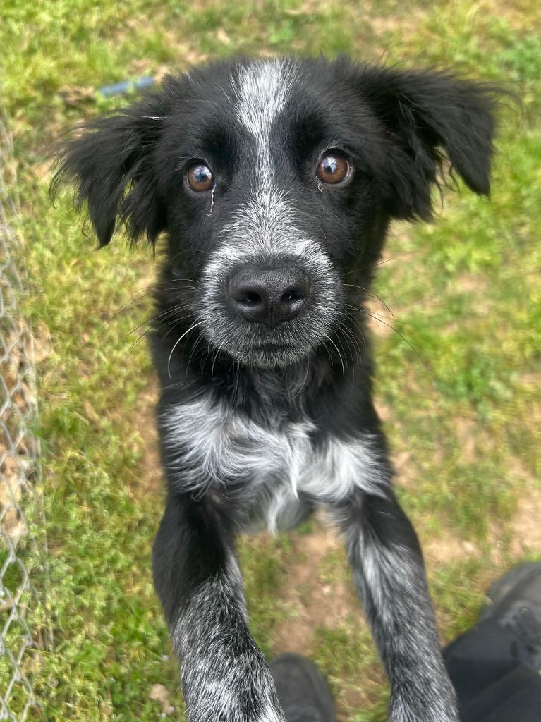 Enlarge Jameson, a Adoptable Border Collie in Benton, AR image 2/3