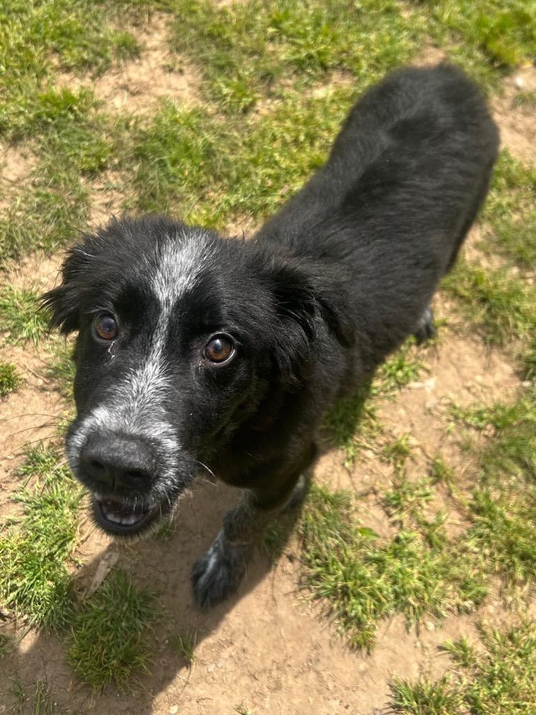 Enlarge Jameson, a Adoptable Border Collie in Benton, AR image 3/3