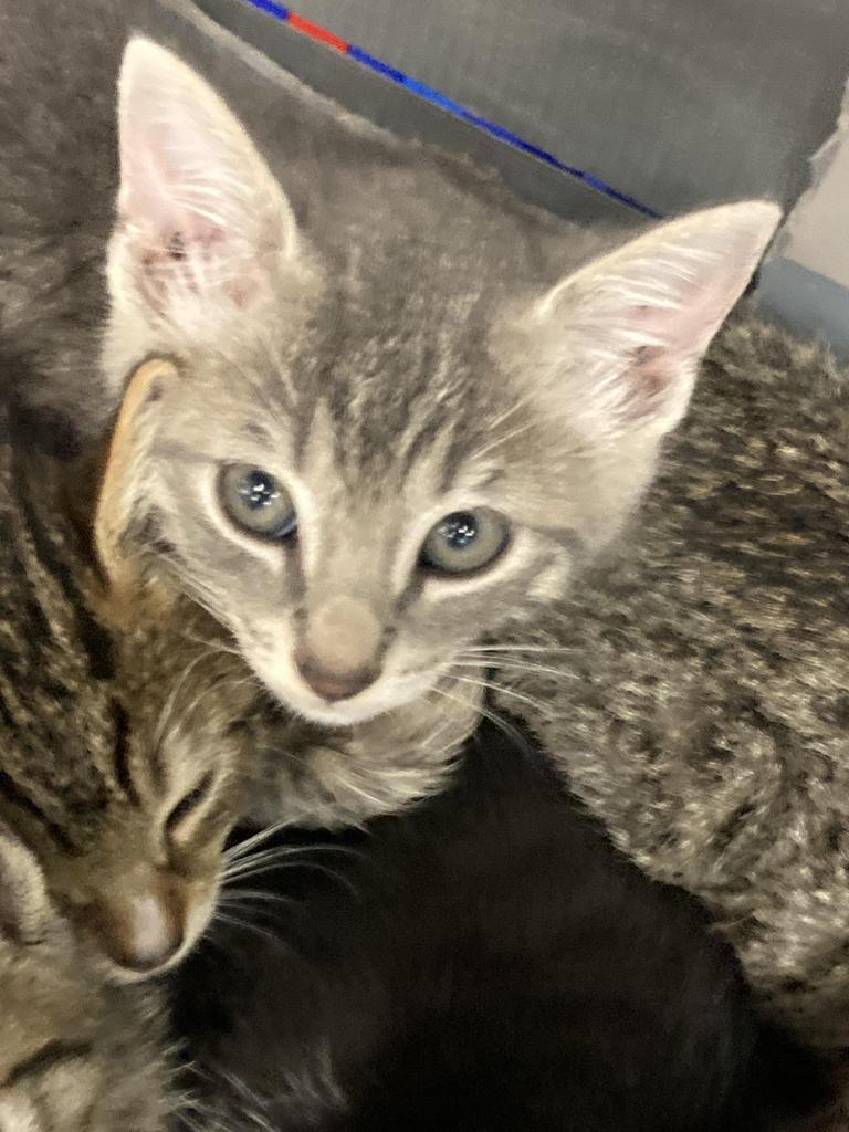 Loeb, Adoptable, Kitten Male Domestic Short Hair.