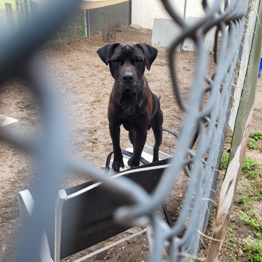 Enlarge Blue, a Adoptable Mixed Breed in Lake Panasoffkee, FL image 1/4