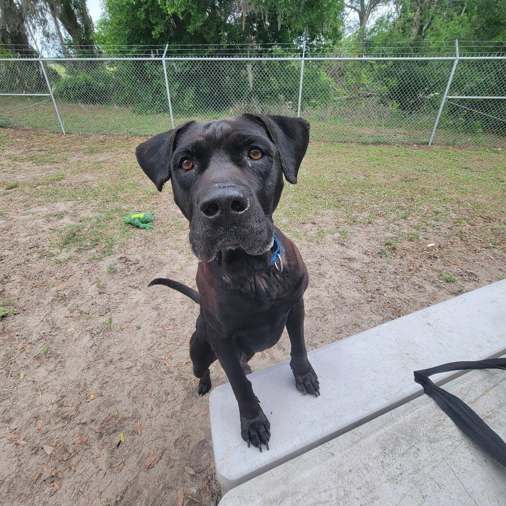 Enlarge Blue, a Adoptable Mixed Breed in Lake Panasoffkee, FL image 2/4