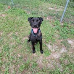 Enlarge Blue, a Adoptable Mixed Breed in Lake Panasoffkee, FL image 3/4