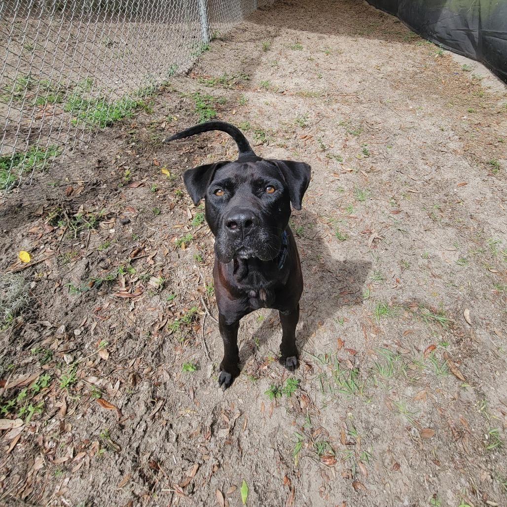 Enlarge Blue, a Adoptable Mixed Breed in Lake Panasoffkee, FL image 4/4