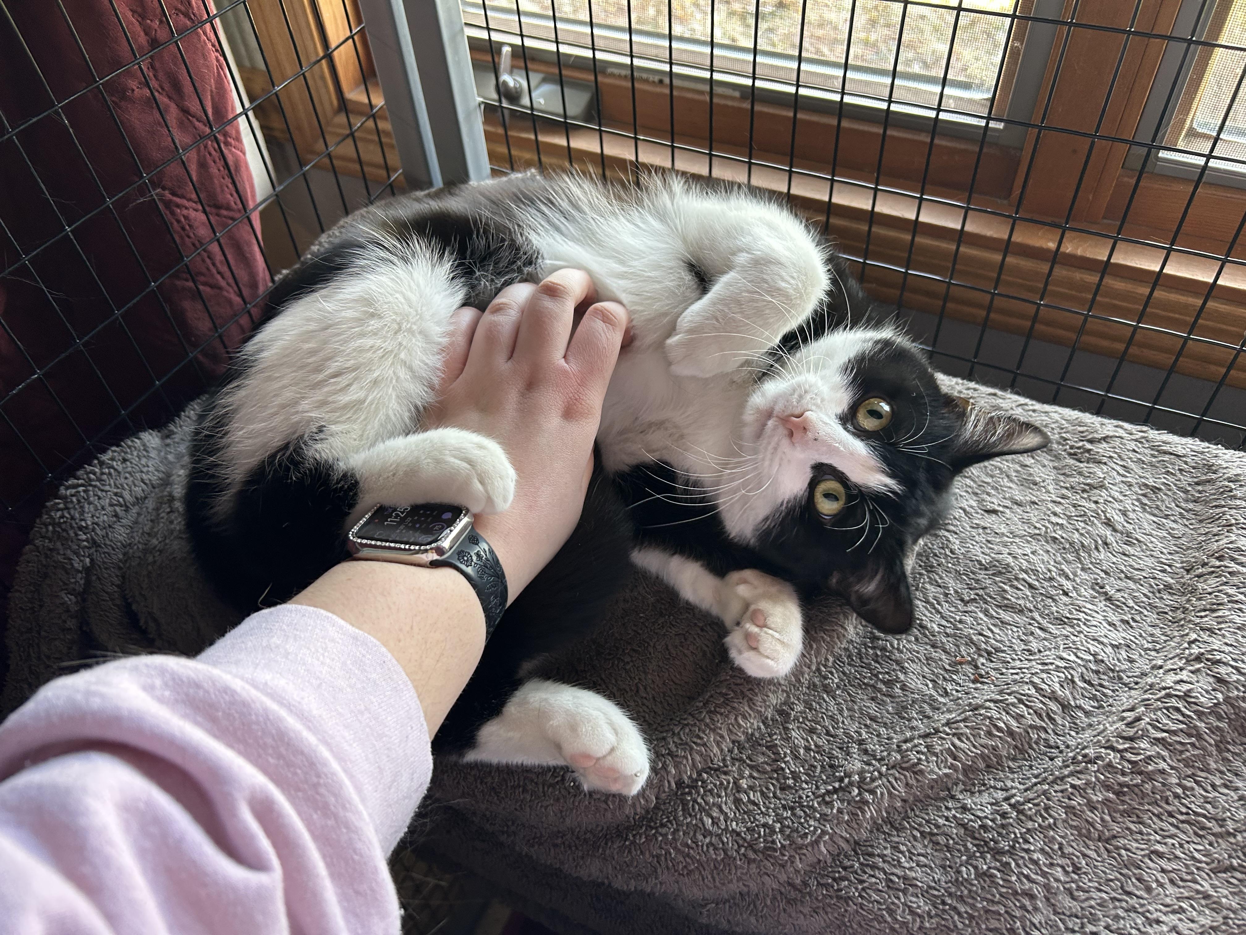 Fern, ADOPTABLE, Young Male Domestic Short Hair.