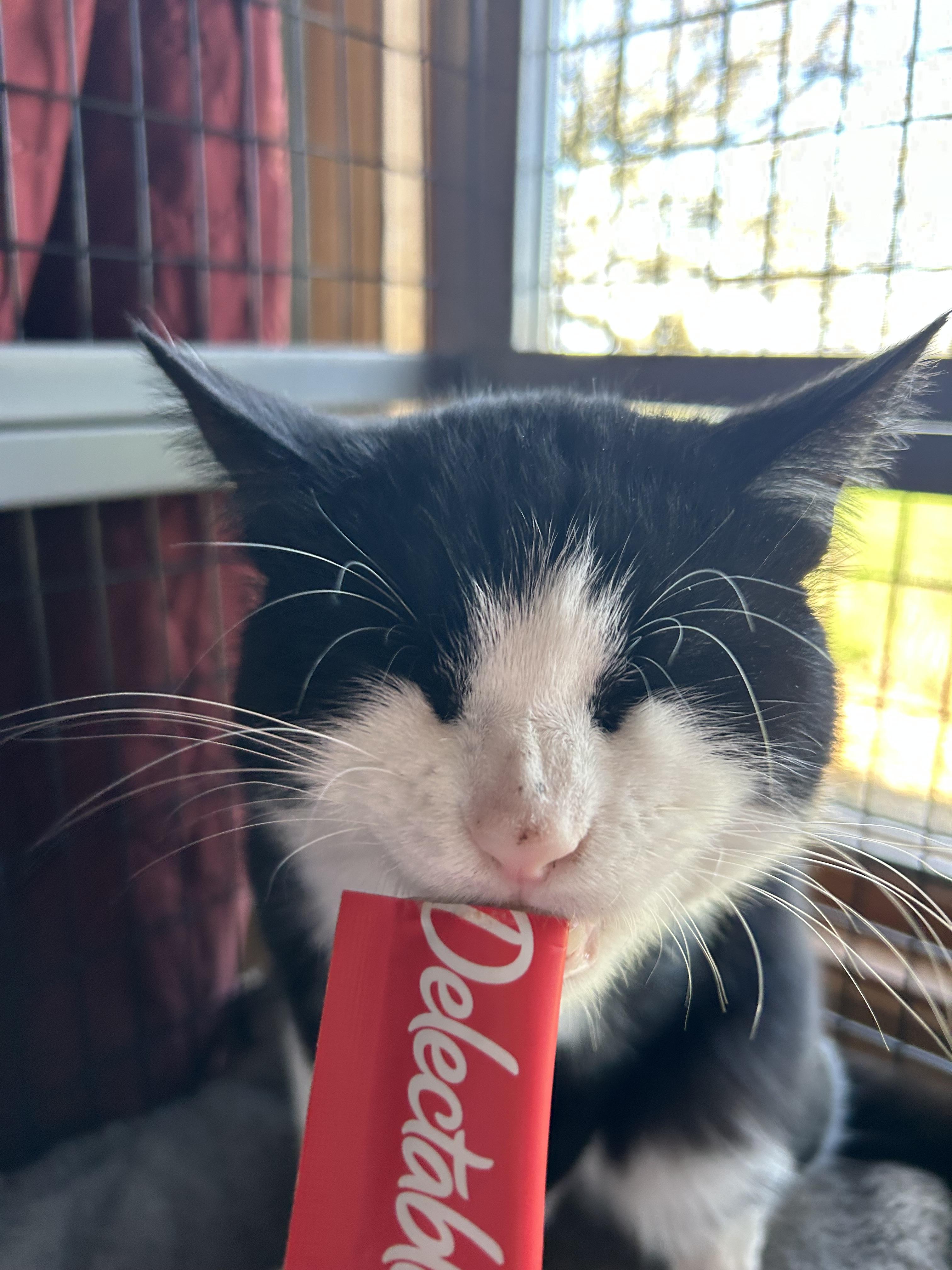 Enlarge Fern, a ADOPTABLE Domestic Short Hair in St. Clair, MI image 2/2