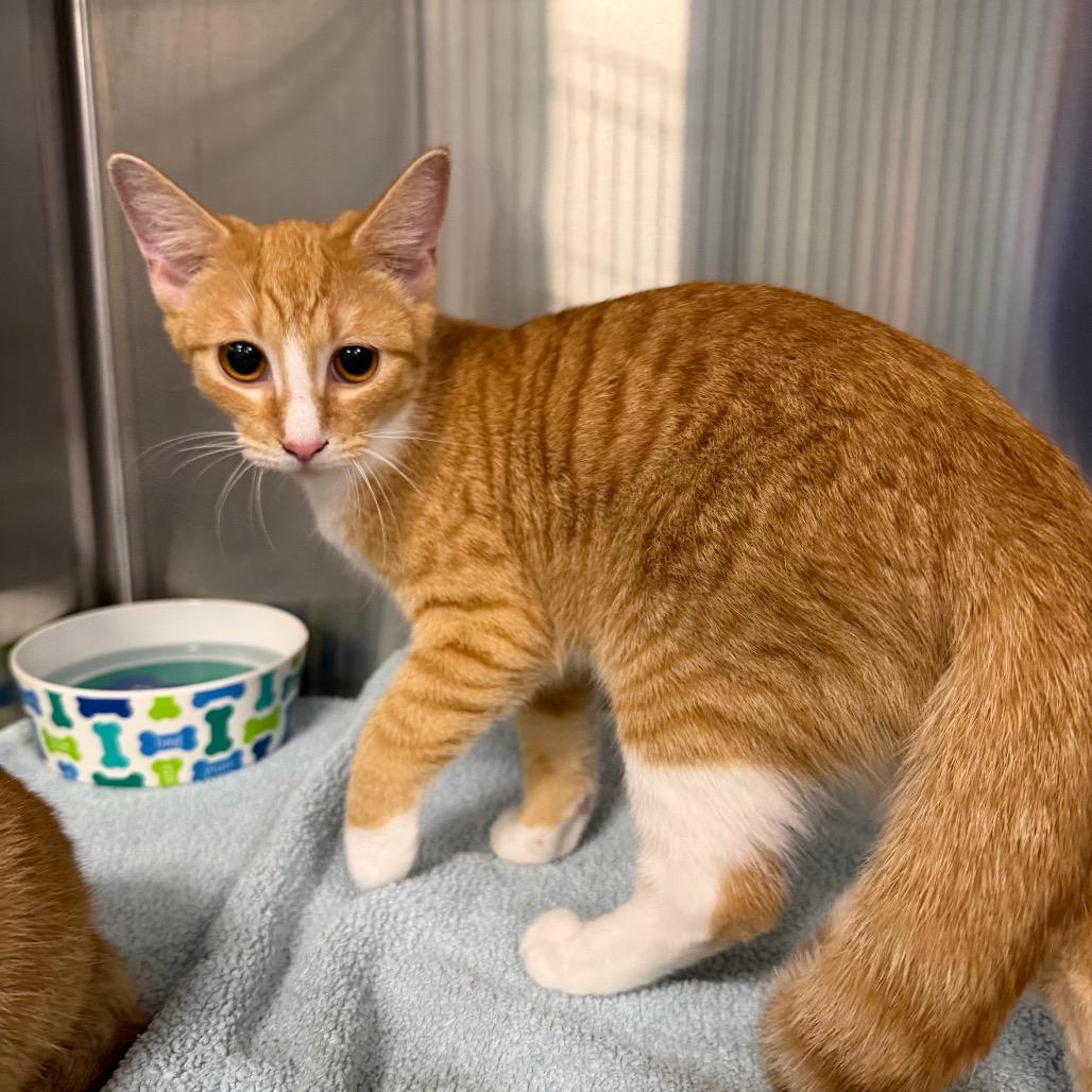 Enlarge Yoplait, a Adoptable Domestic Short Hair in Greensboro, NC image 1/1