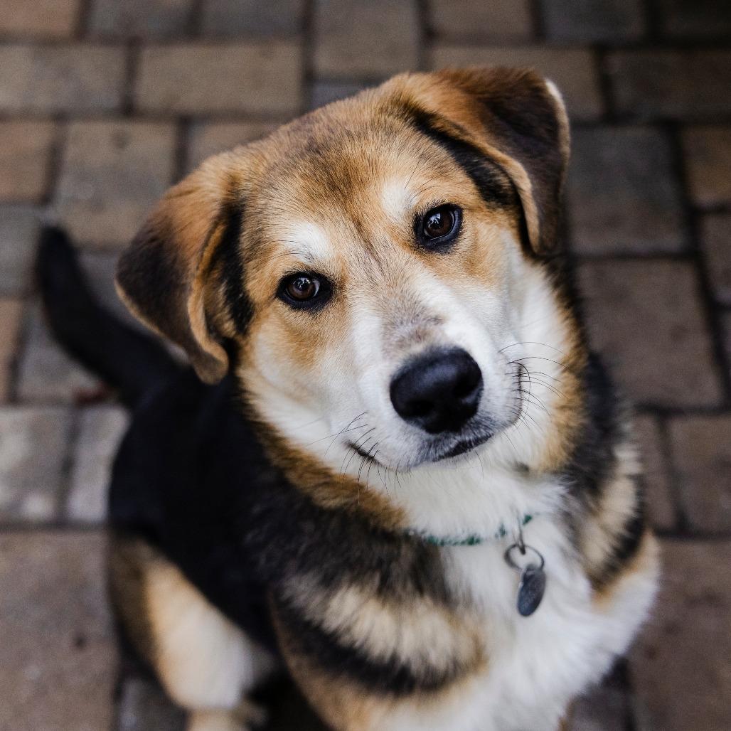 Claire Bear, Adoptable, Young Female Retriever & Great Pyrenees.