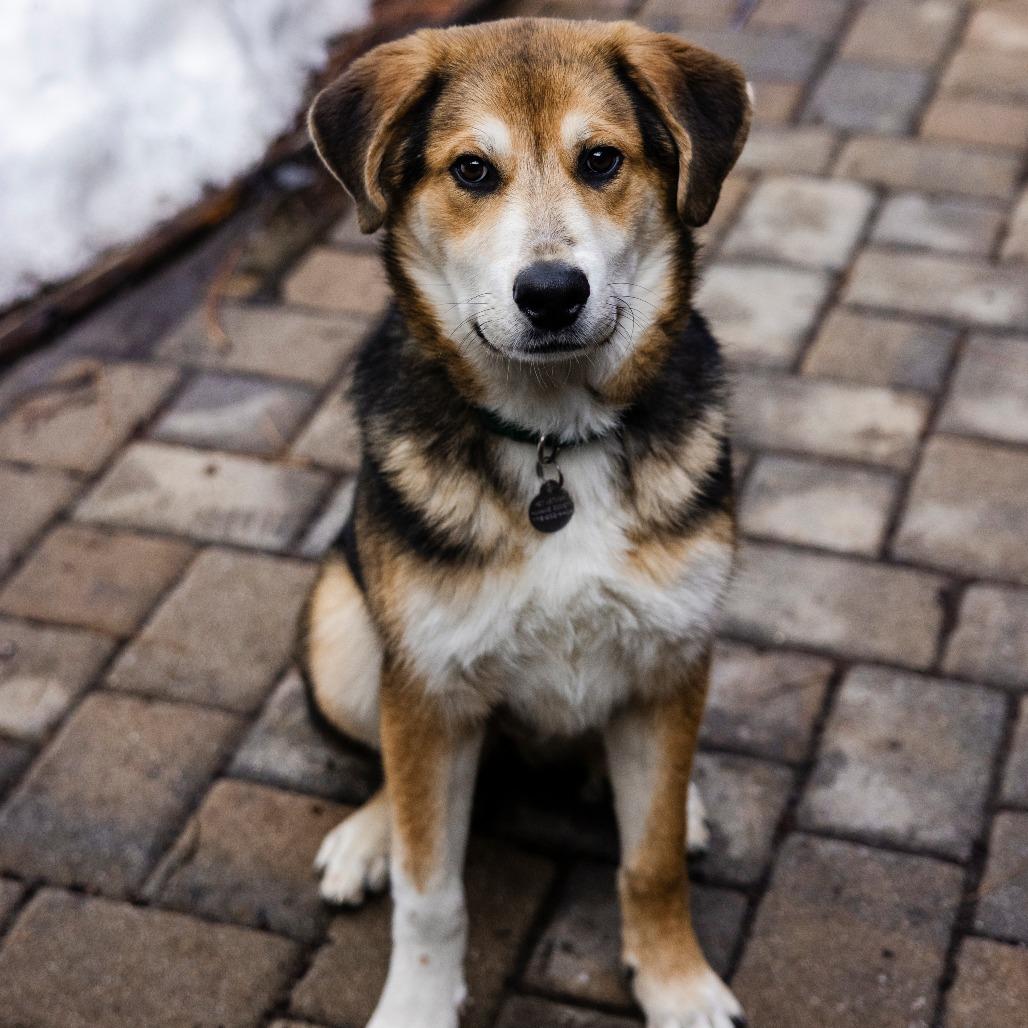 Enlarge Claire Bear, a Adoptable mixed breed in Incline Village, NV image 2/5