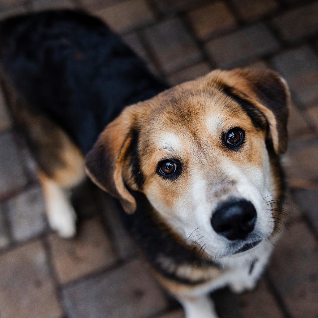 Enlarge Claire Bear, a Adoptable mixed breed in Incline Village, NV image 3/5