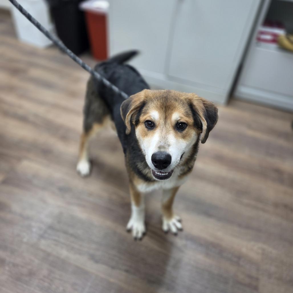 Enlarge Claire Bear, a Adoptable mixed breed in Incline Village, NV image 4/5