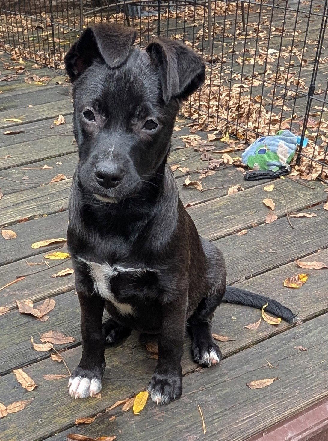 Enlarge Harriet, a Adoptable mixed breed in West Des Moines, IA image 1/3