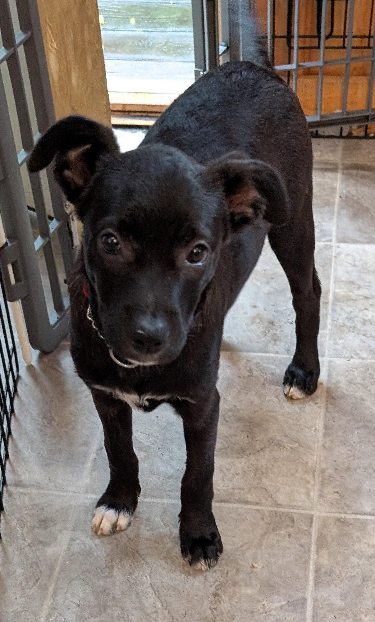 Enlarge Harriet, a Adoptable mixed breed in West Des Moines, IA image 2/3