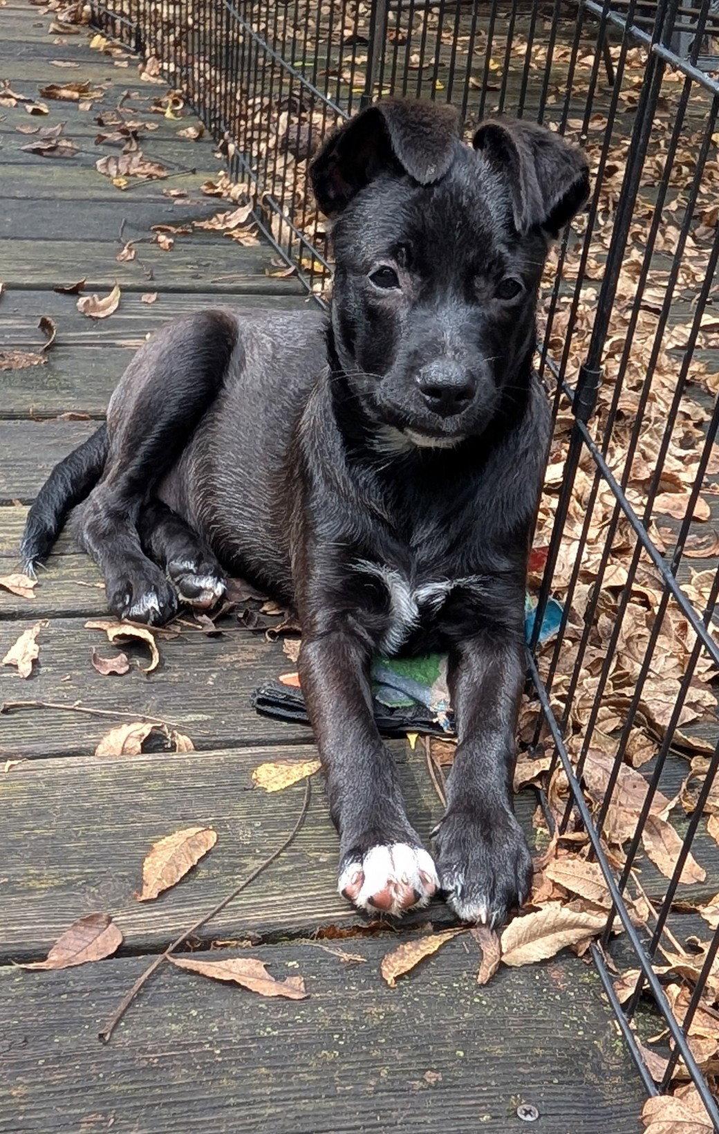 Enlarge Harriet, a Adoptable mixed breed in West Des Moines, IA image 3/3