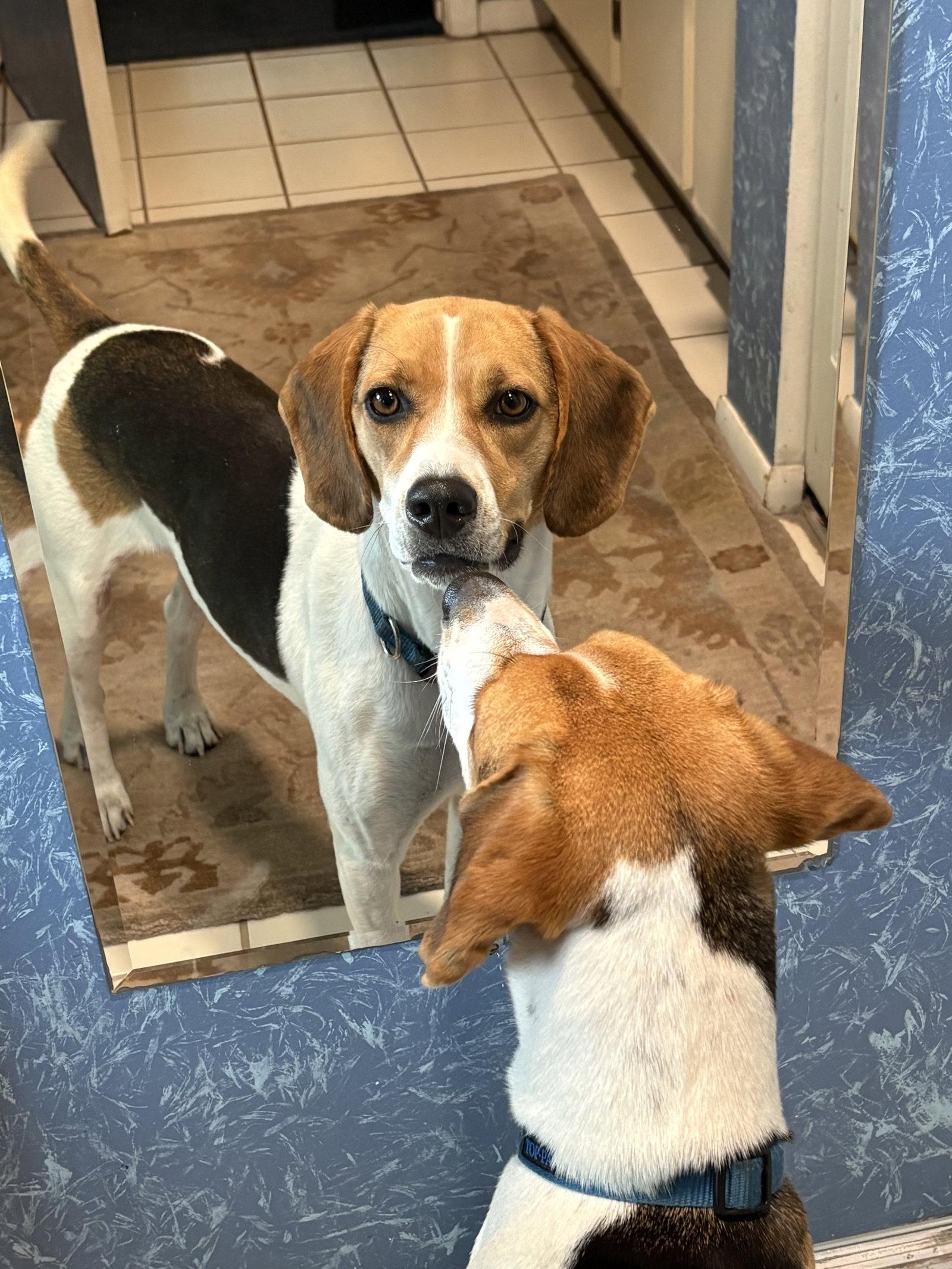 Rosy, Adopted, Young Female Beagle.