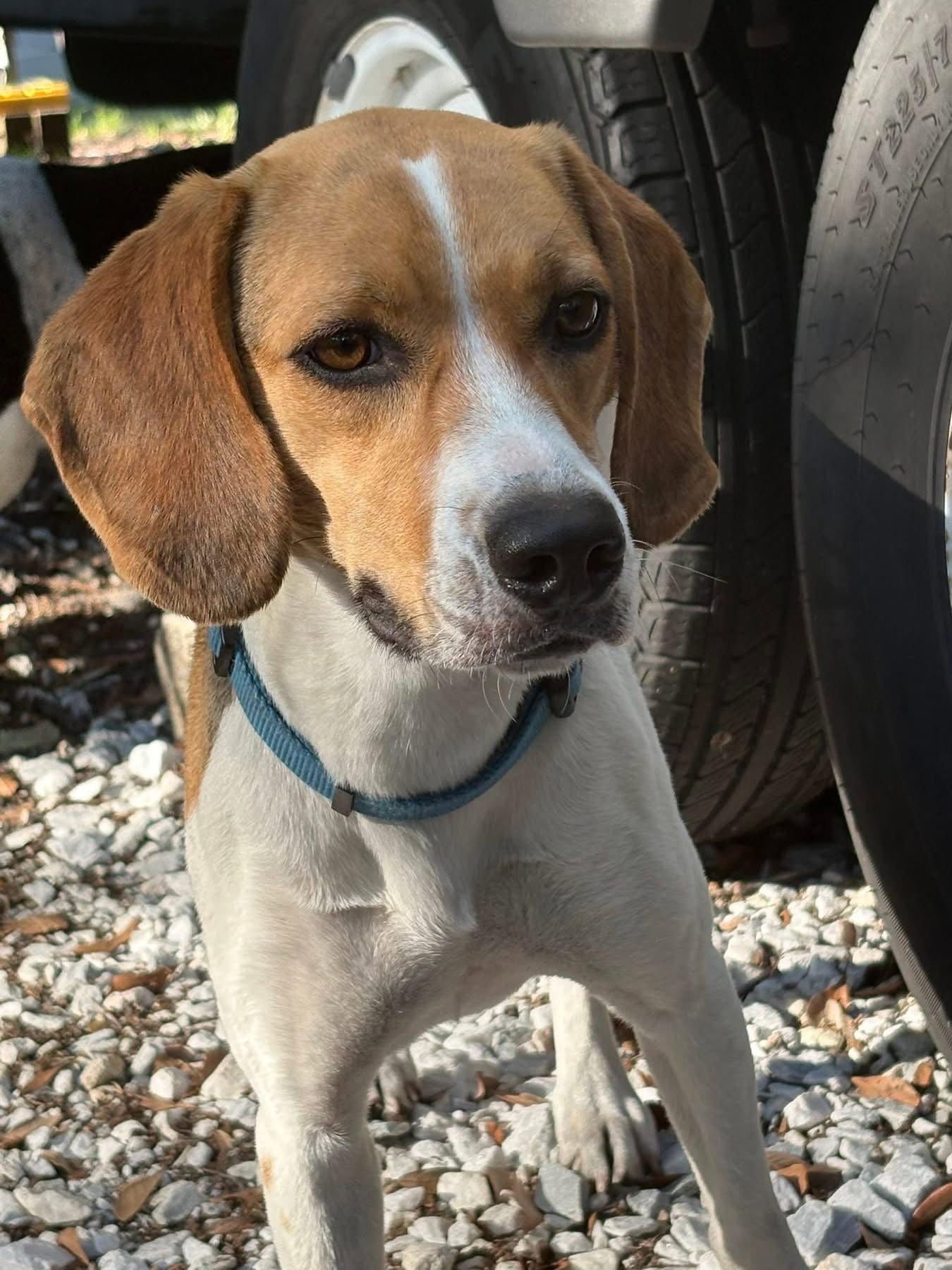 Enlarge Rosy, a Adopted Beagle in Valrico, FL image 3/3