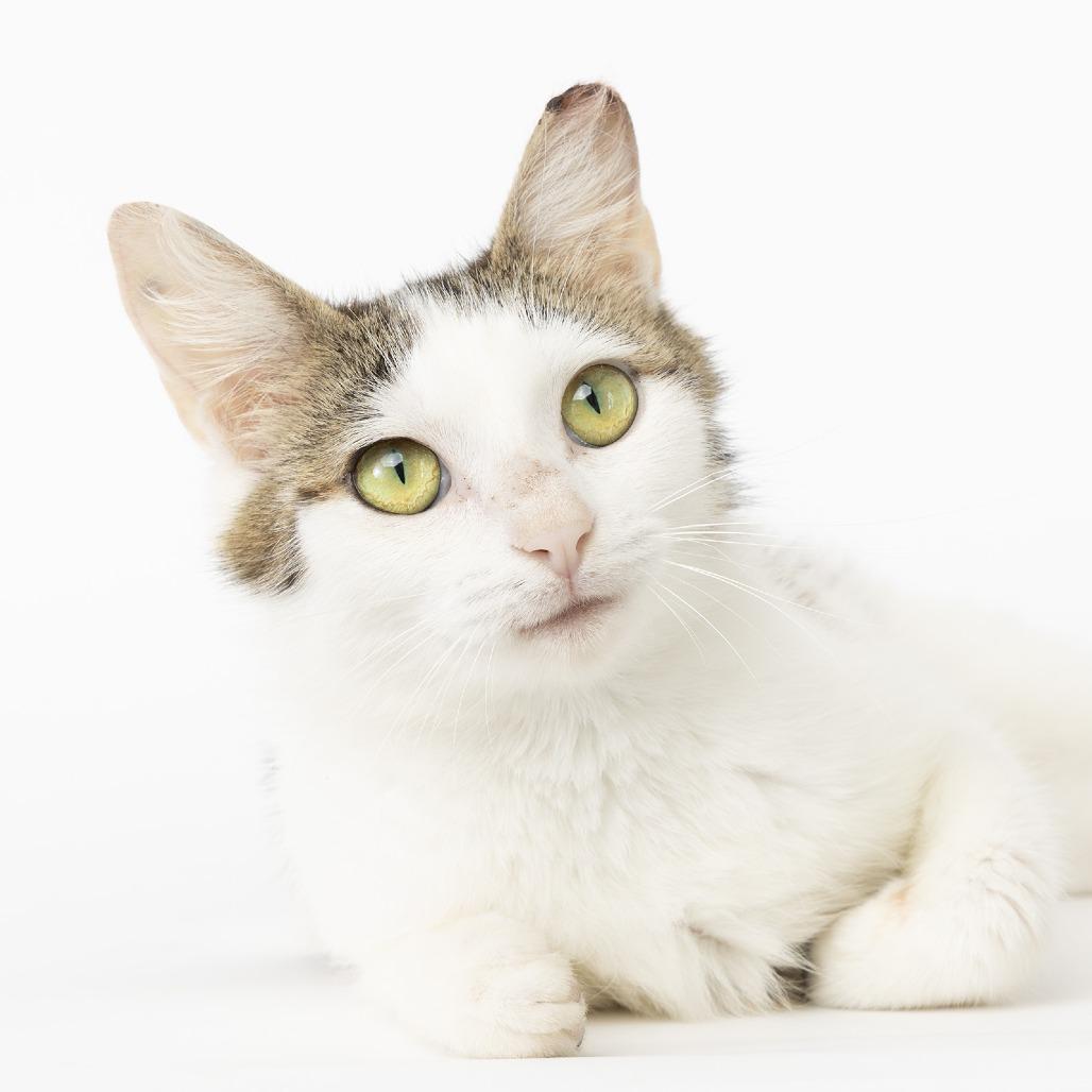 Bea, Adoptable, Adult Female Domestic Short Hair.