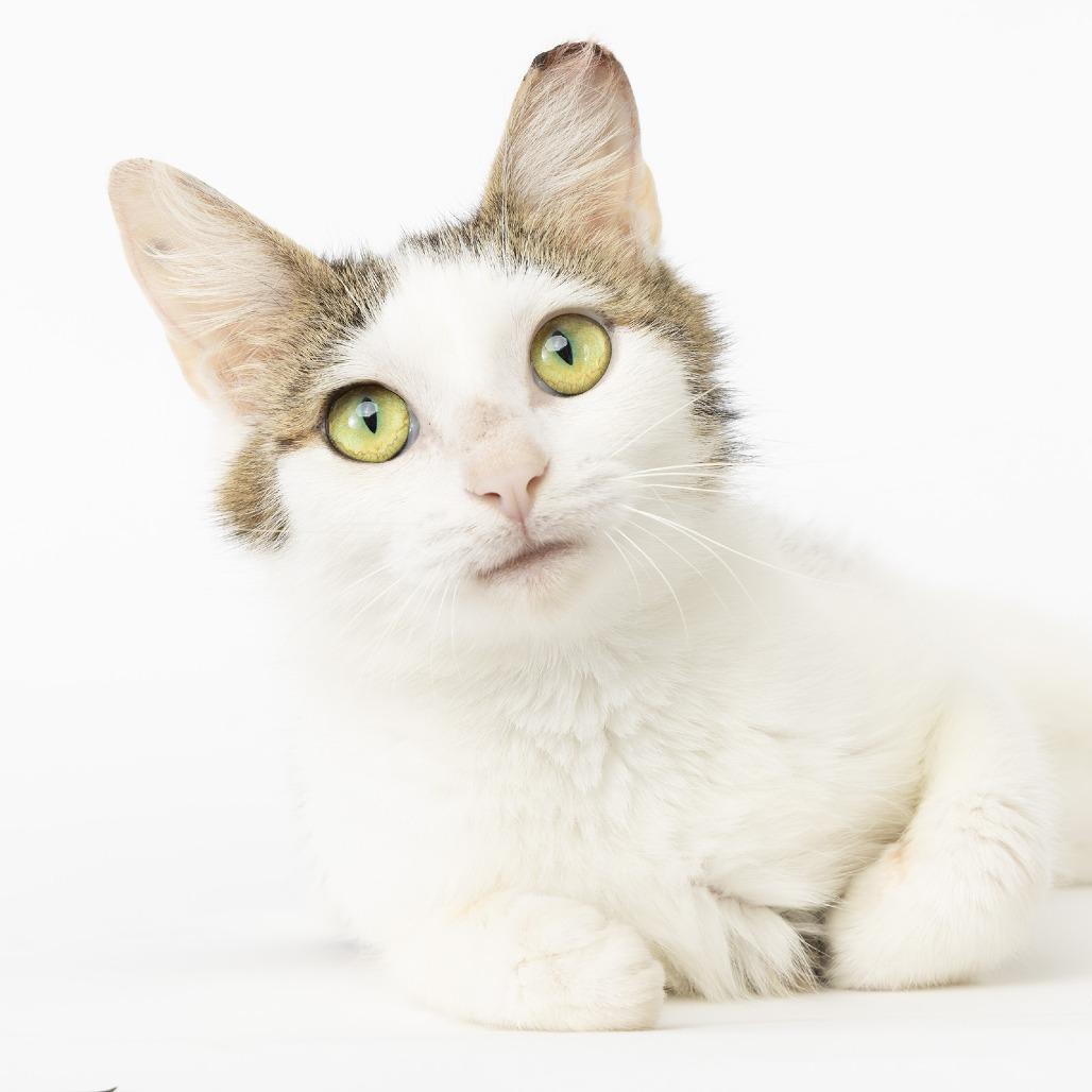 Bea, a Adoptable Domestic Short Hair in Franklin, TN image 2/3