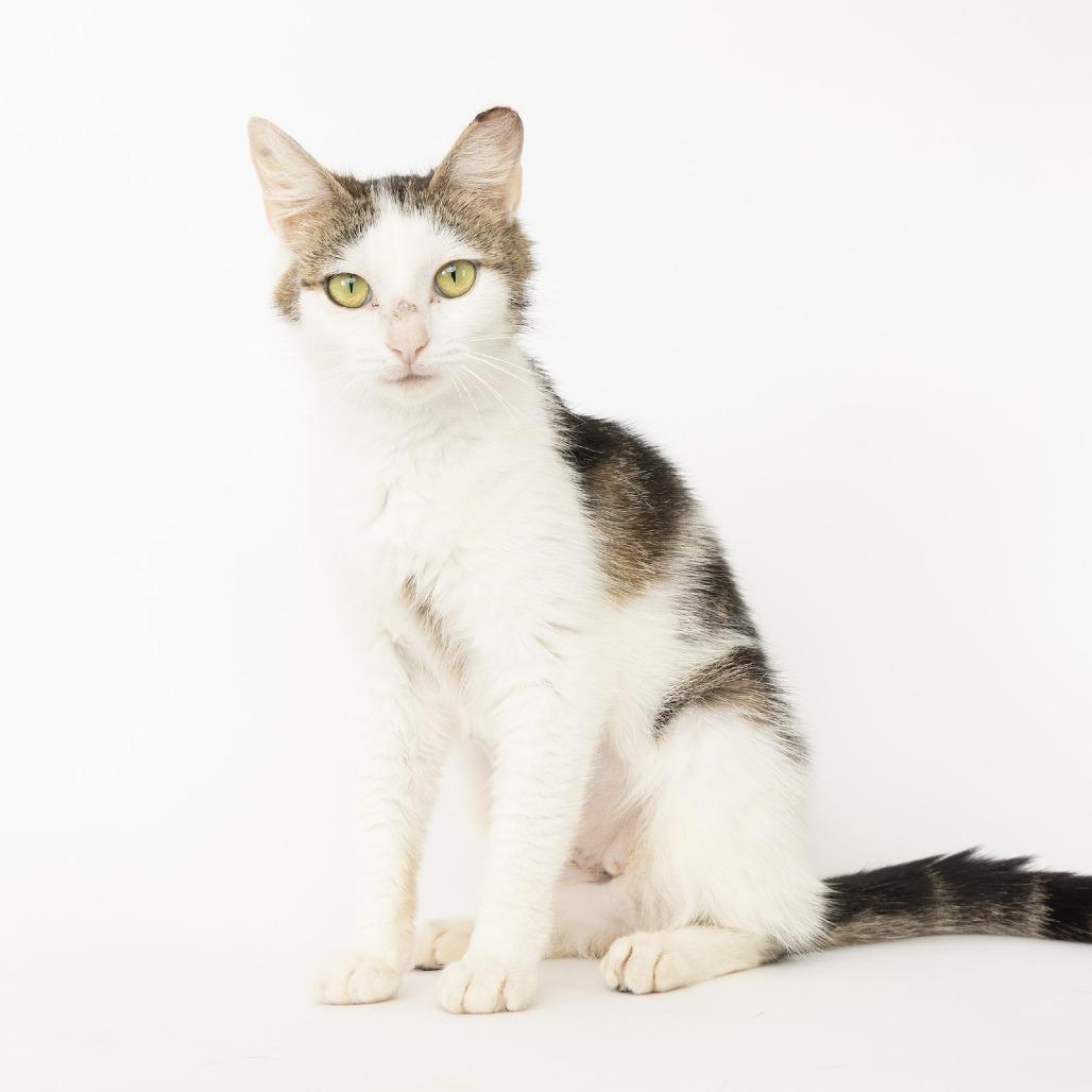 Bea, a Adoptable Domestic Short Hair in Franklin, TN image 3/3