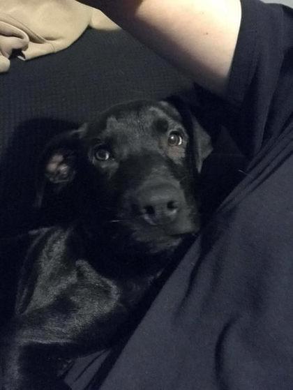 Mario, ADOPTABLE, Puppy Male Black Labrador Retriever.