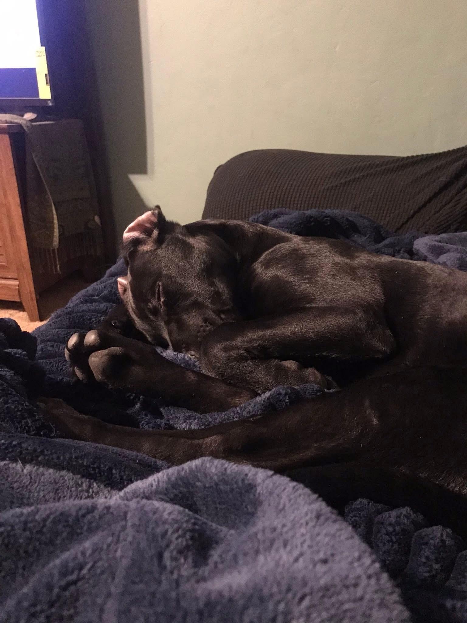 Enlarge Mario, a ADOPTABLE Black Labrador Retriever in Hamilton, MT image 3/6