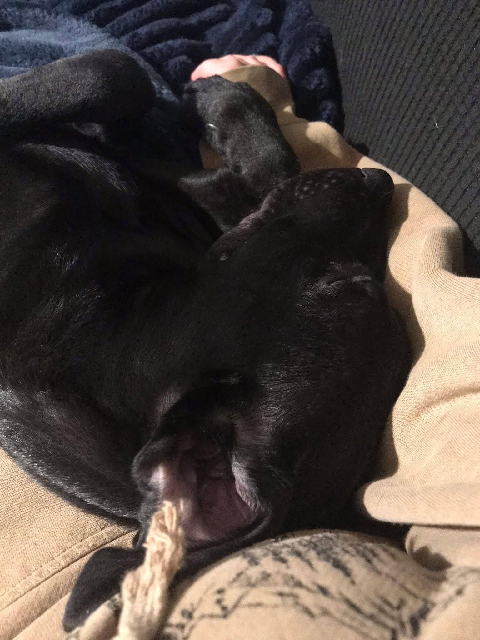 Enlarge Mario, a ADOPTABLE Black Labrador Retriever in Hamilton, MT image 4/6