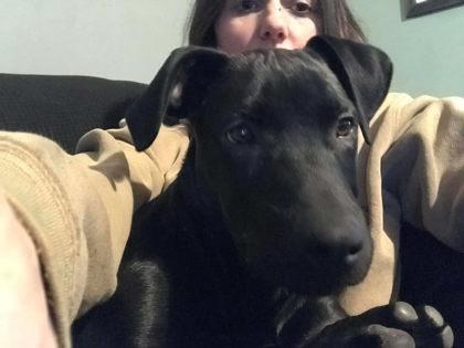 Enlarge Mario, a ADOPTABLE Black Labrador Retriever in Hamilton, MT image 2/6