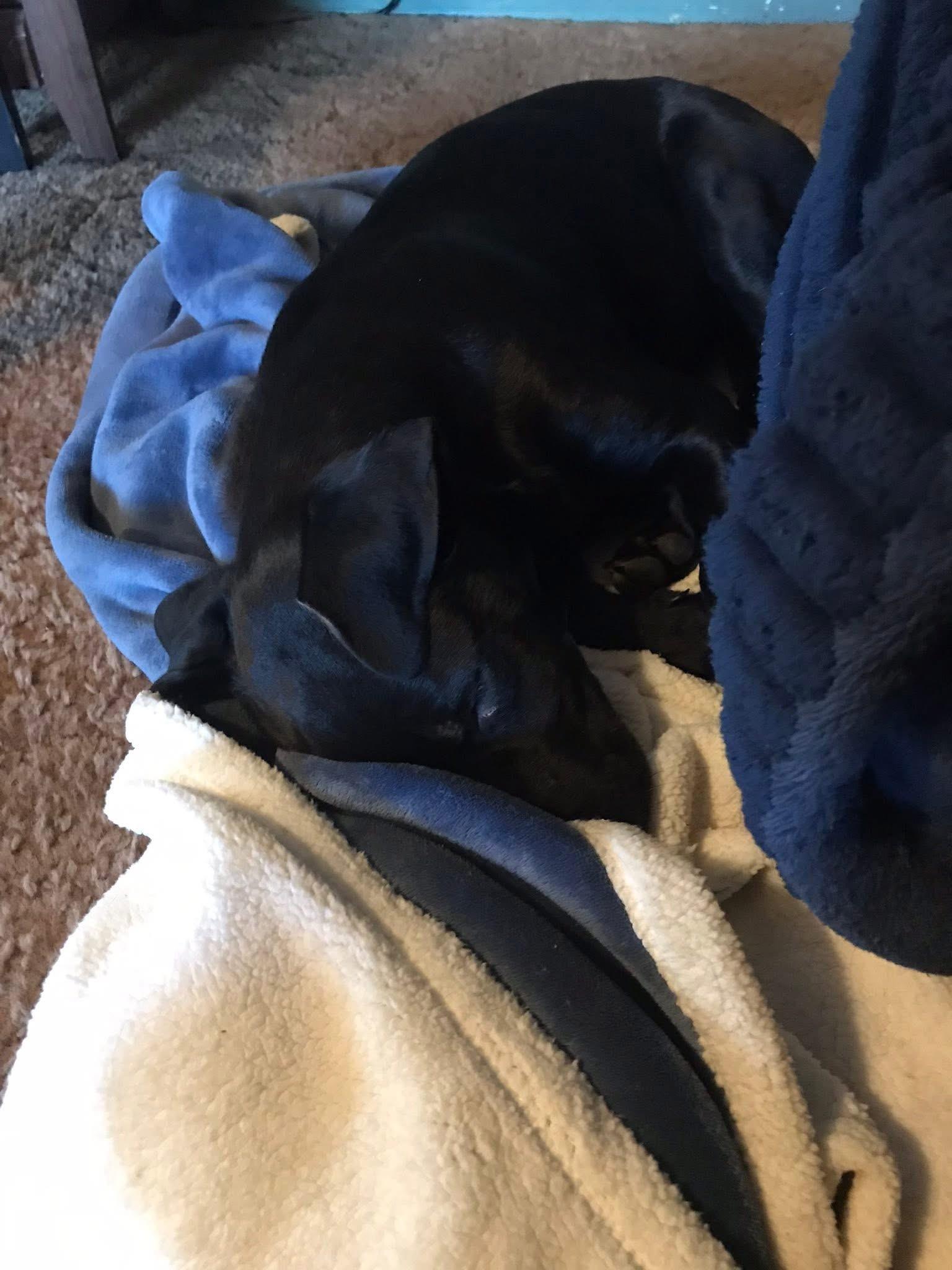 Enlarge Mario, a ADOPTABLE Black Labrador Retriever in Hamilton, MT image 6/6