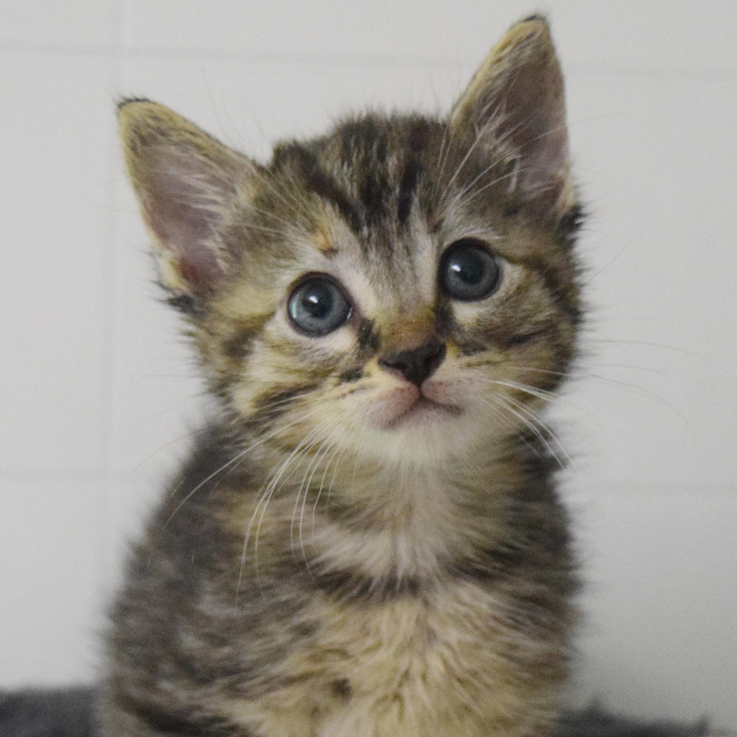 Harmony, an adopted mixed breed in Bulverde, TX image 1/6