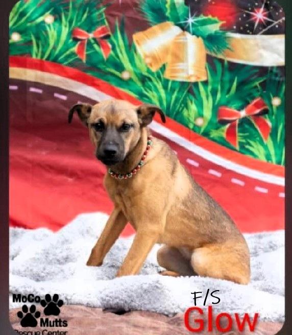 Enlarge Glow , a ADOPTABLE mixed breed in Chardon, OH image 1/1