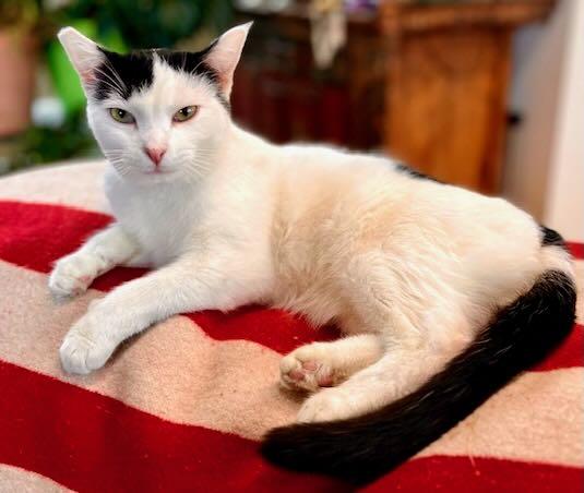 Enlarge Irene, a Adoptable mixed breed in Seattle, WA image 2/5